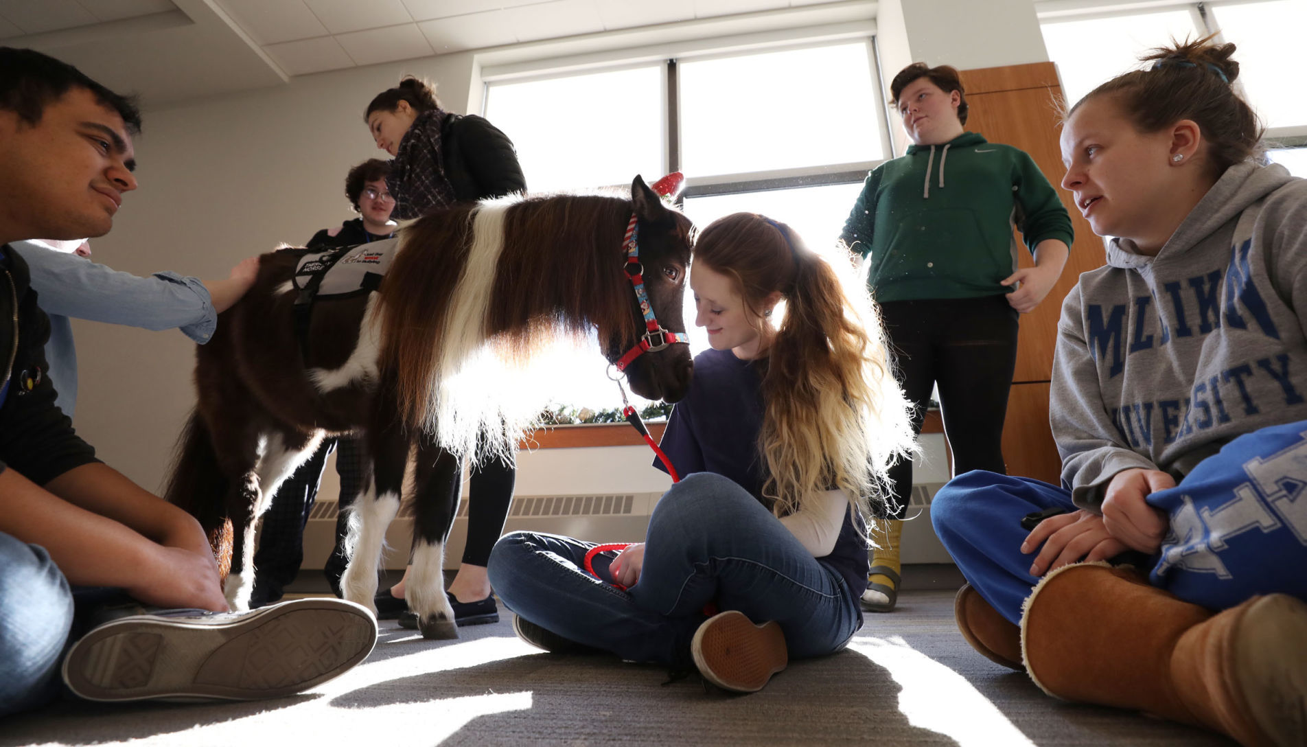 mini therapy horses 2 12.12.18.jpg